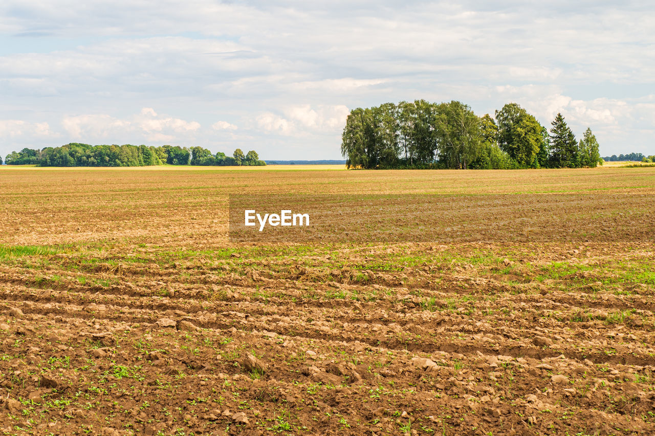 Green corn maize field in early stage. agricultural landscape. countryside field.