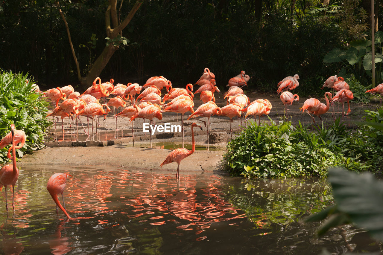 Flamingos perching on lakeshore