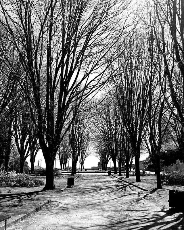 BARE TREES IN PARK