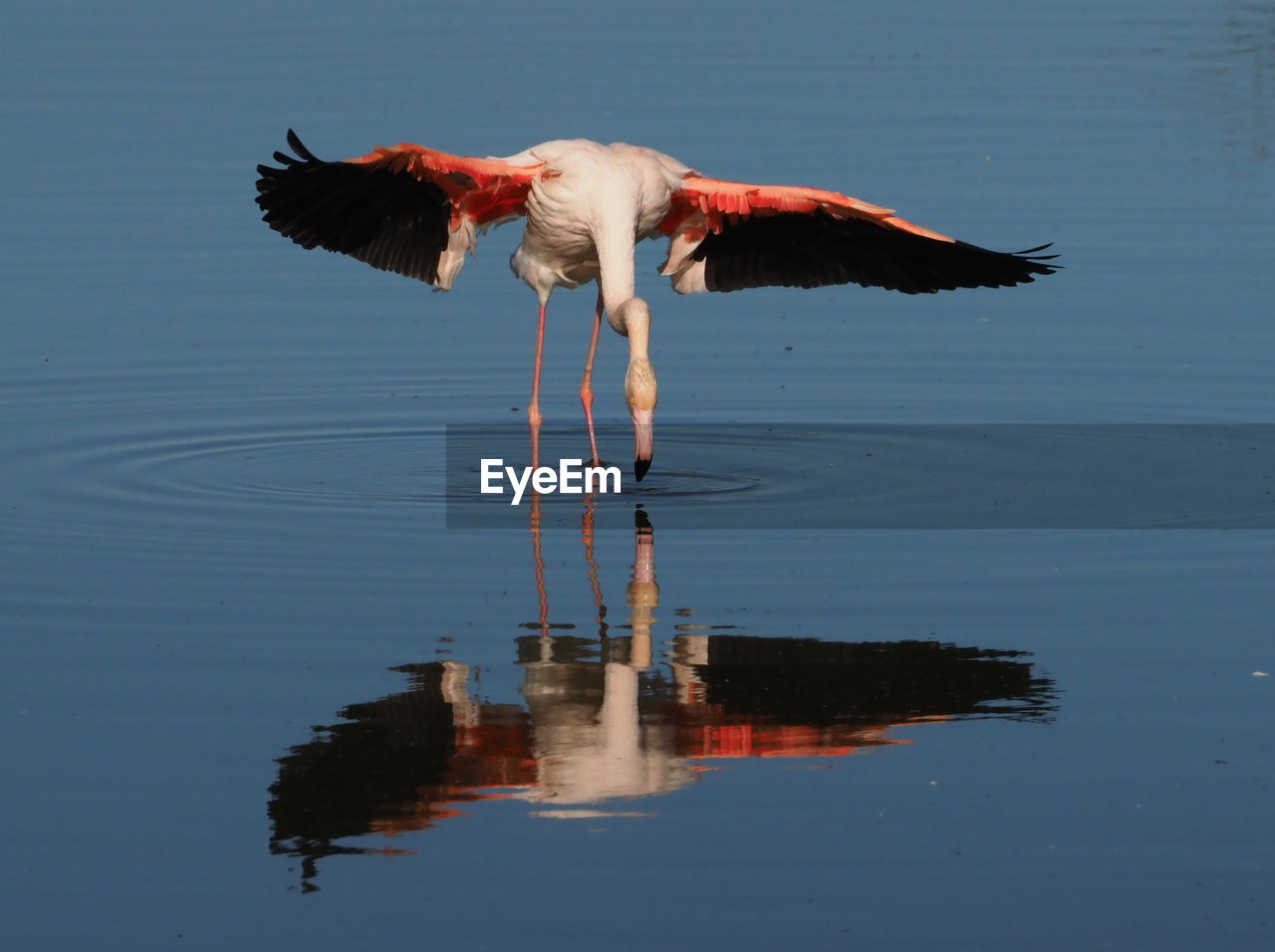 BIRD IN A LAKE