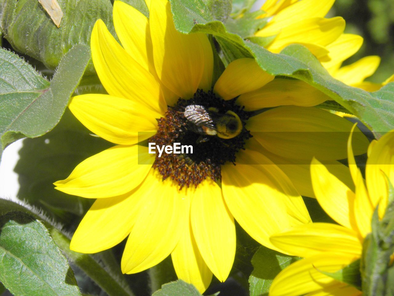 MACRO SHOT OF SUNFLOWER