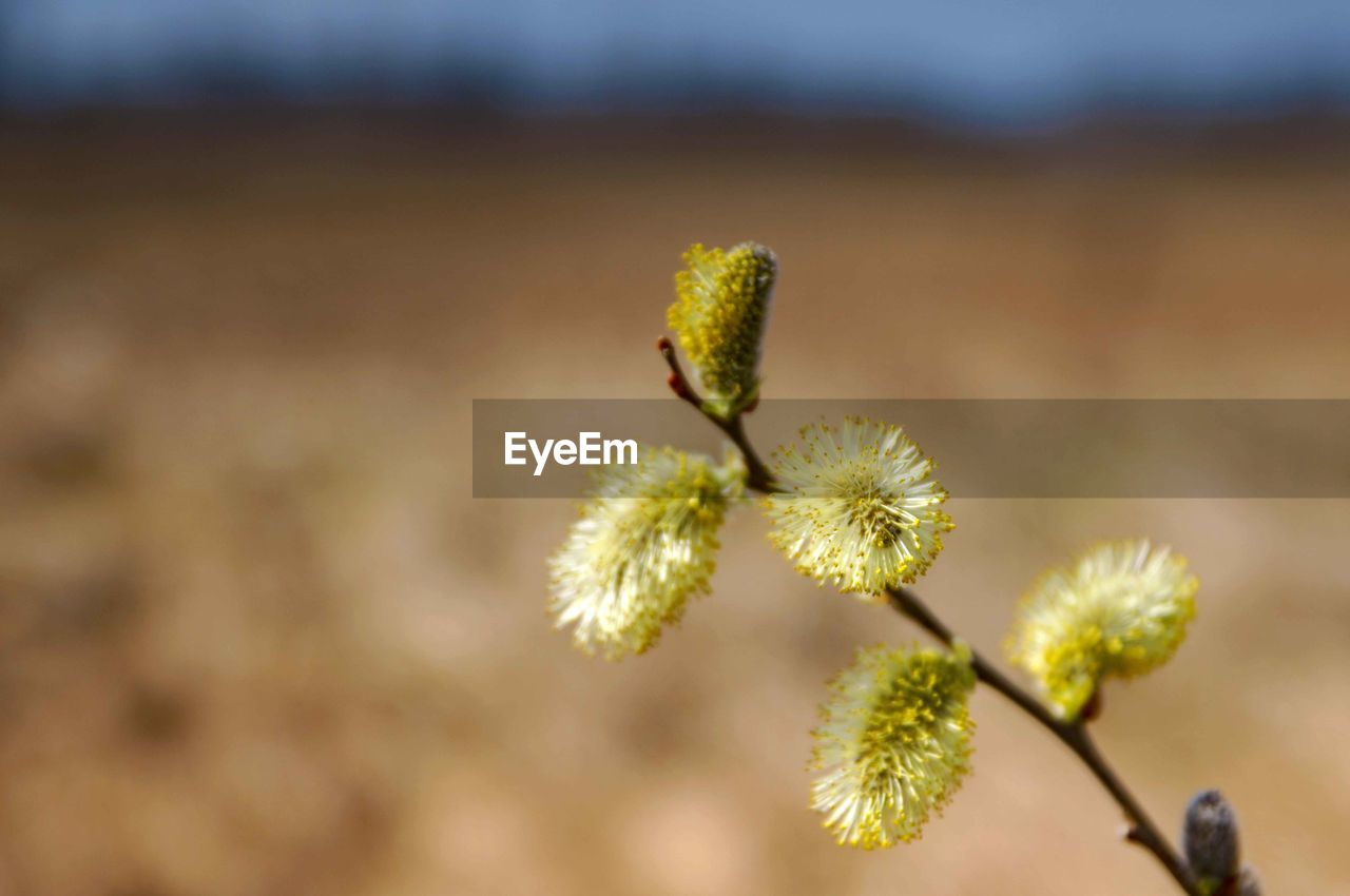 Close-up of flowering plant