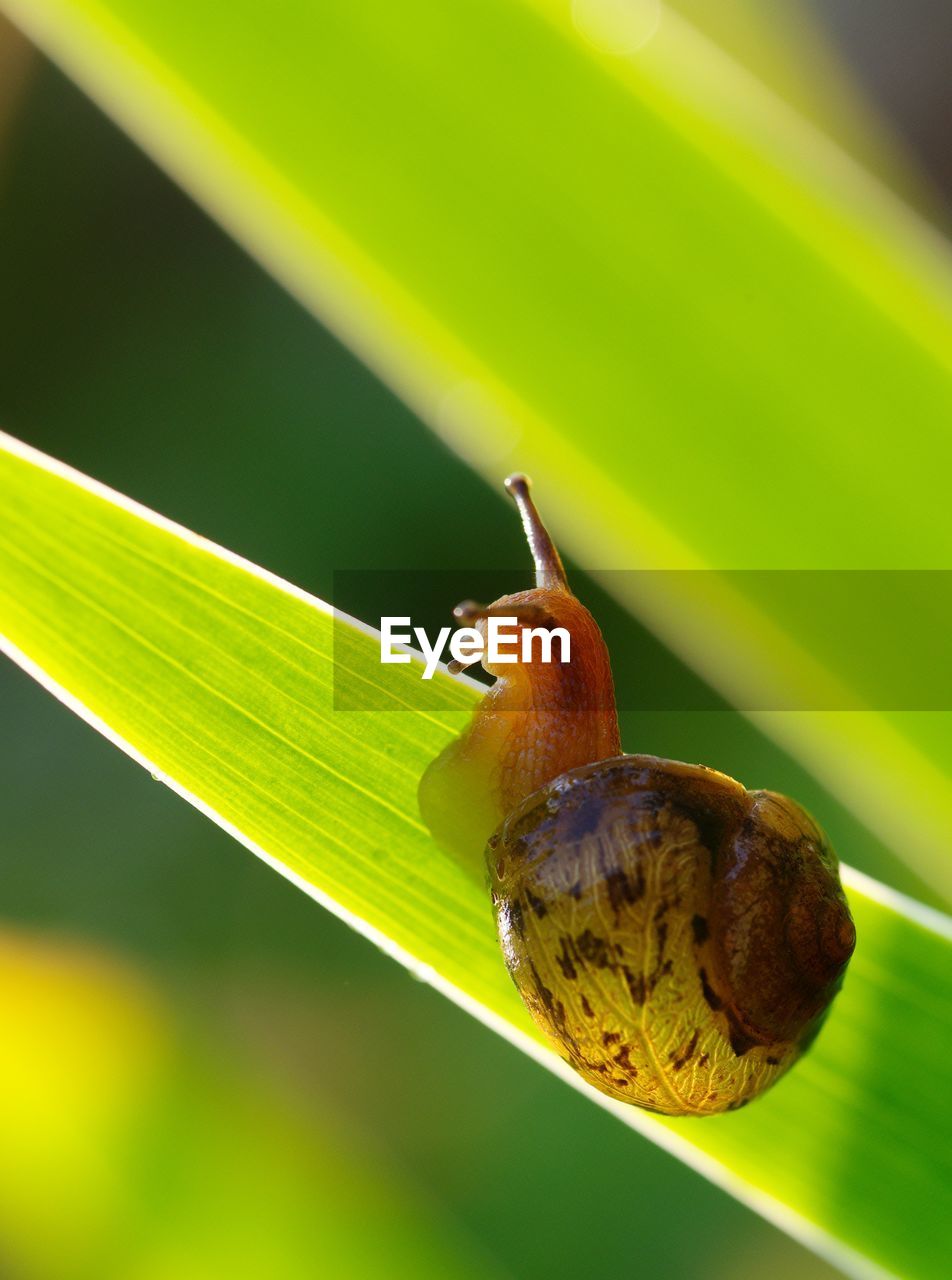 CLOSE-UP OF SNAIL ON GREEN PLANT