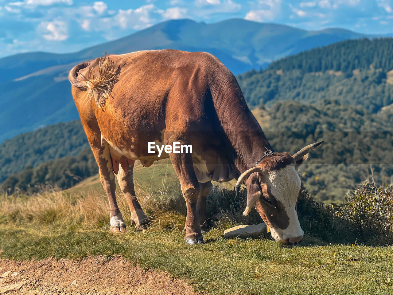 Cow grazes on pasture in mountains