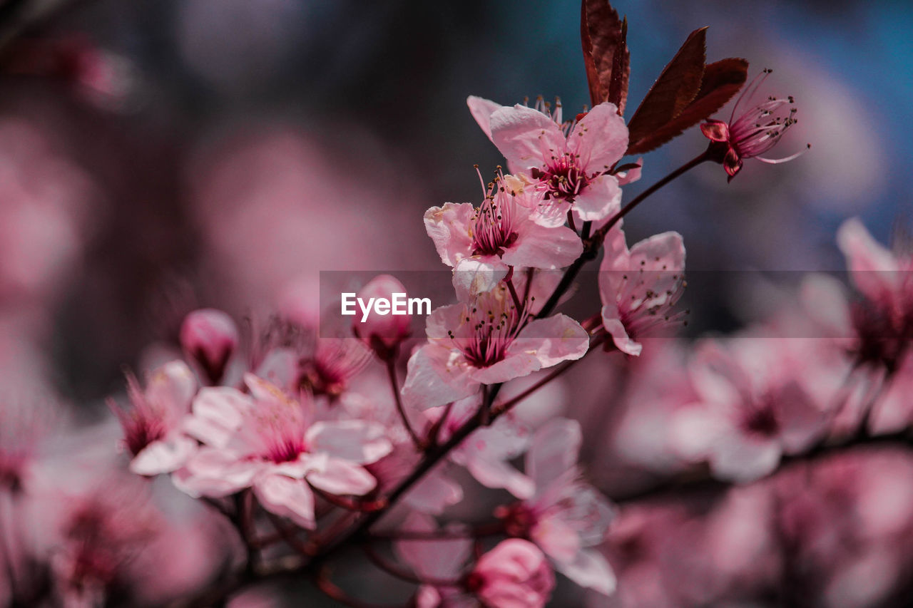 CLOSE-UP OF CHERRY BLOSSOMS