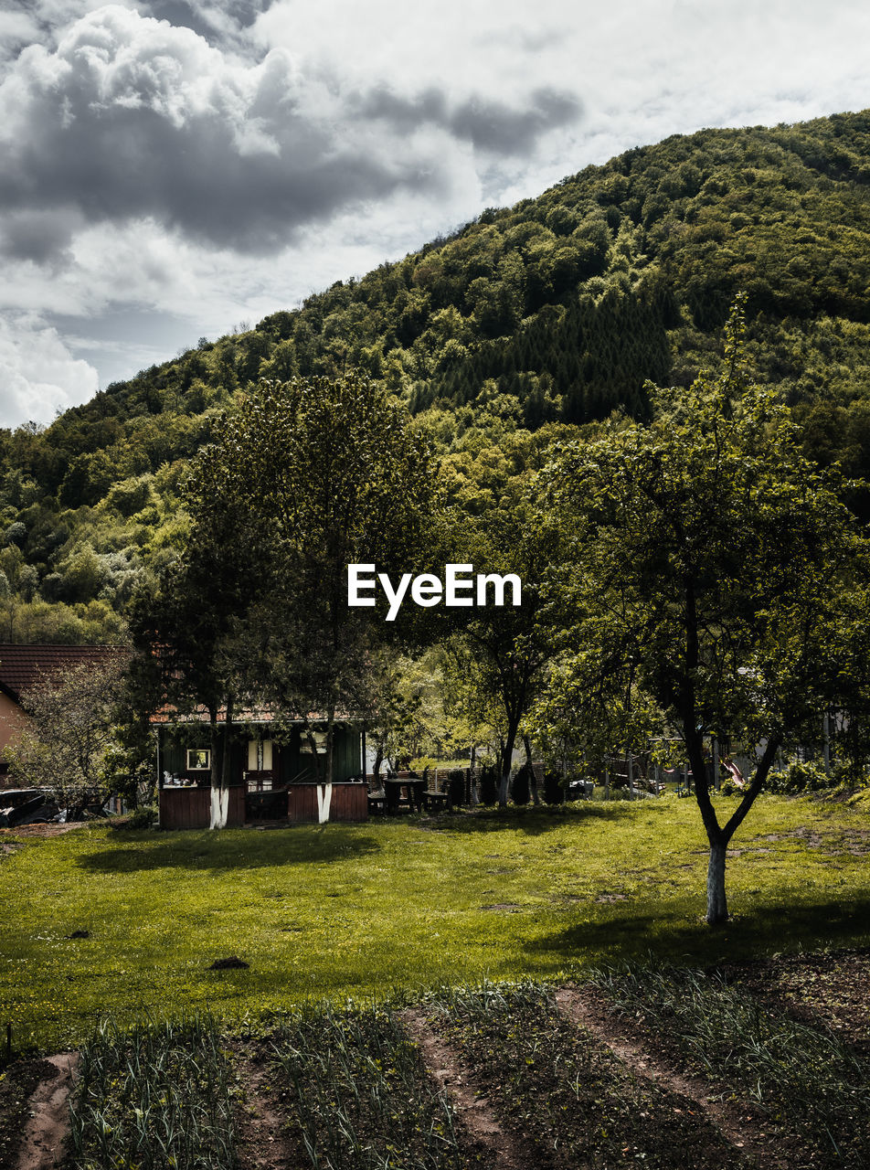 TREES AND PLANTS ON LANDSCAPE