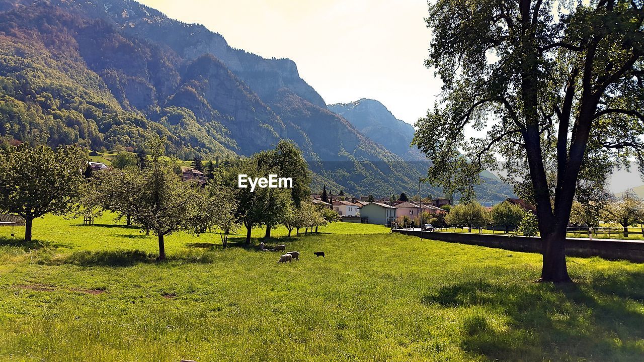 Animals grazing on grassy field by trees against mountain