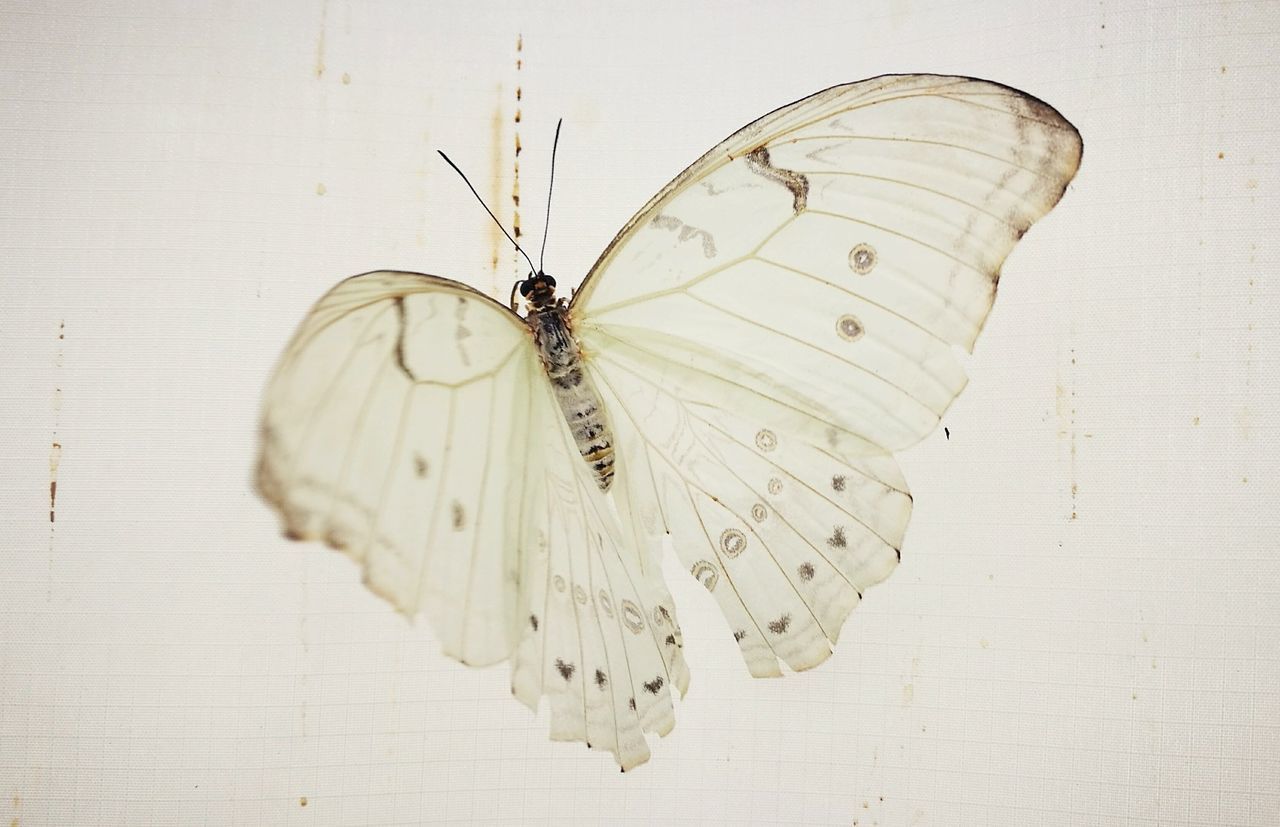 CLOSE-UP OF INSECT ON WALL