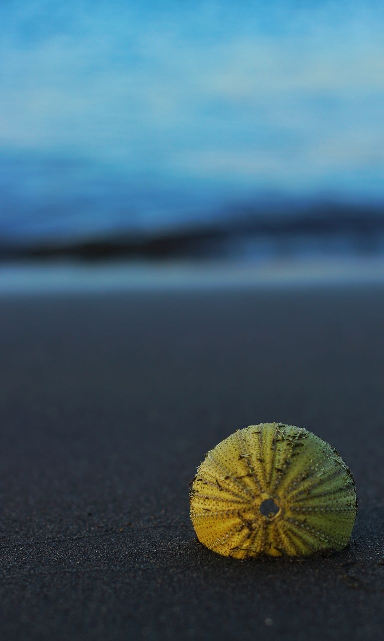 Plaring with the breeze on the beach