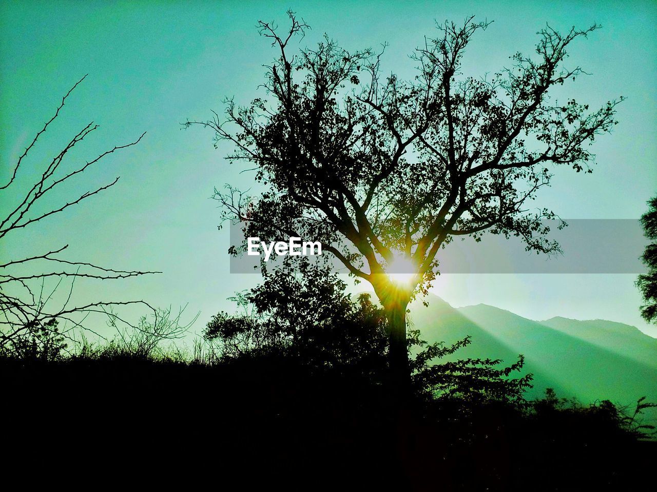 CLOSE-UP OF SILHOUETTE TREE AGAINST SKY DURING SUNSET