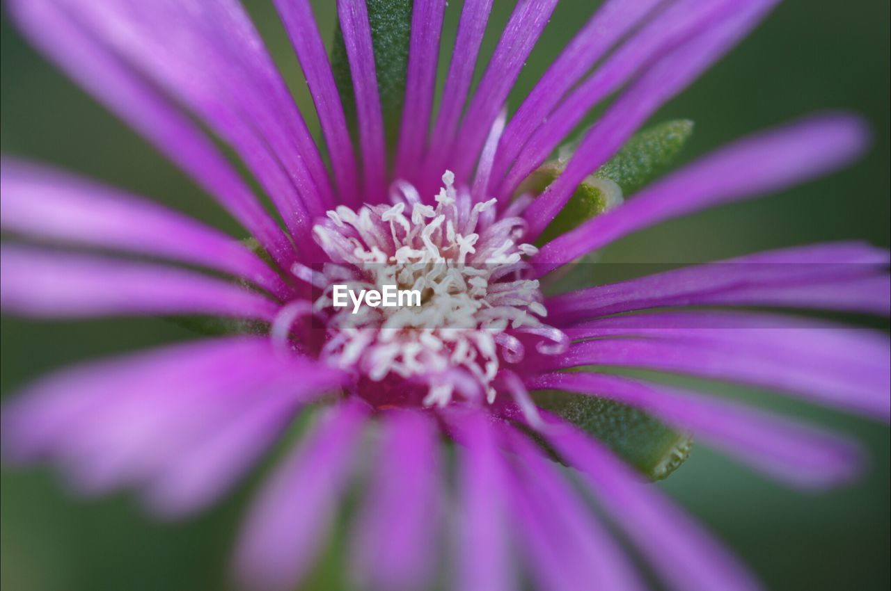 CLOSE-UP OF PINK FLOWERS BLOOMING