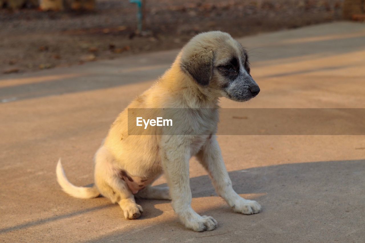 HIGH ANGLE VIEW OF A DOG ON ROAD