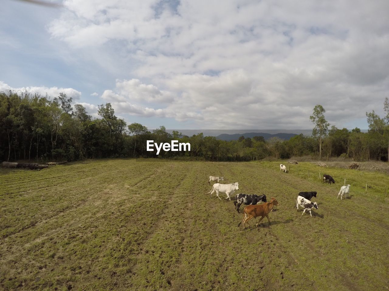 SHEEP IN A FIELD