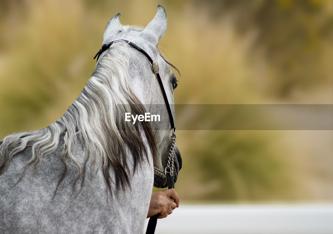 CLOSE-UP OF WHITE HORSE IN RANCH