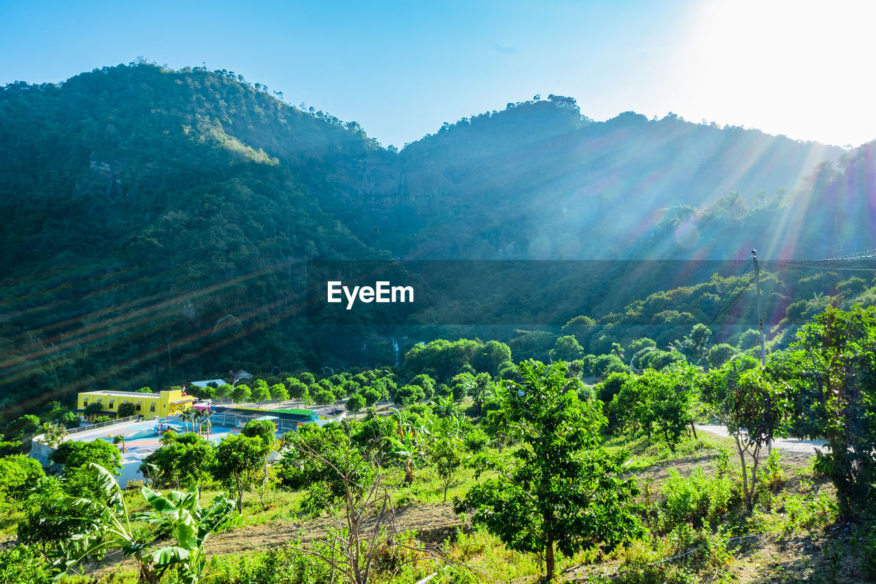 SCENIC VIEW OF FOREST AGAINST SKY