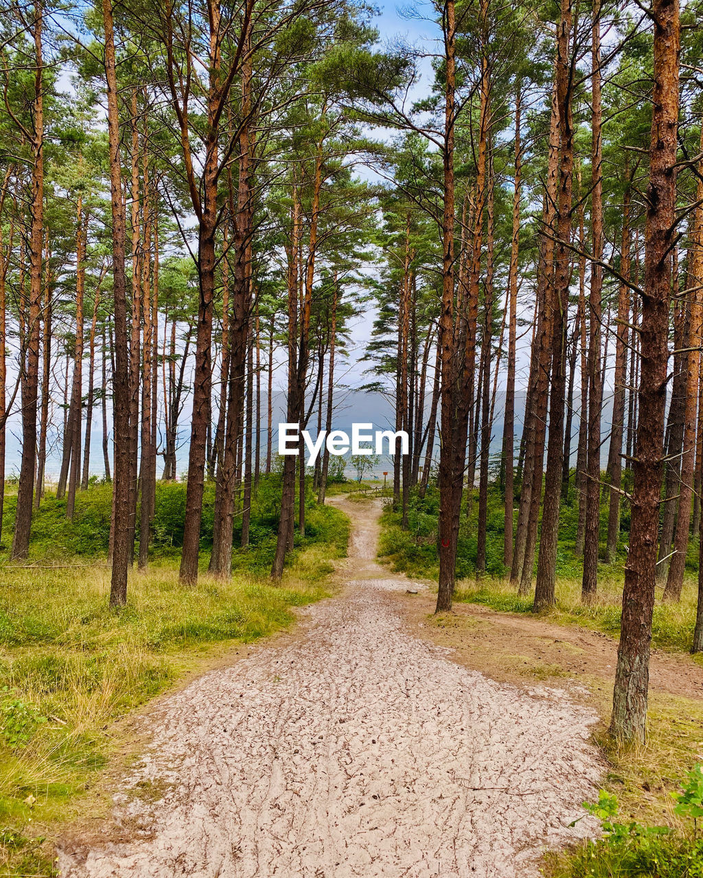 Dirt road amidst trees in forest