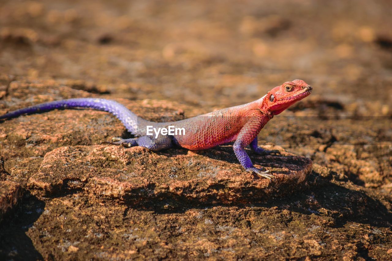 Mwanza flared headed rock agama