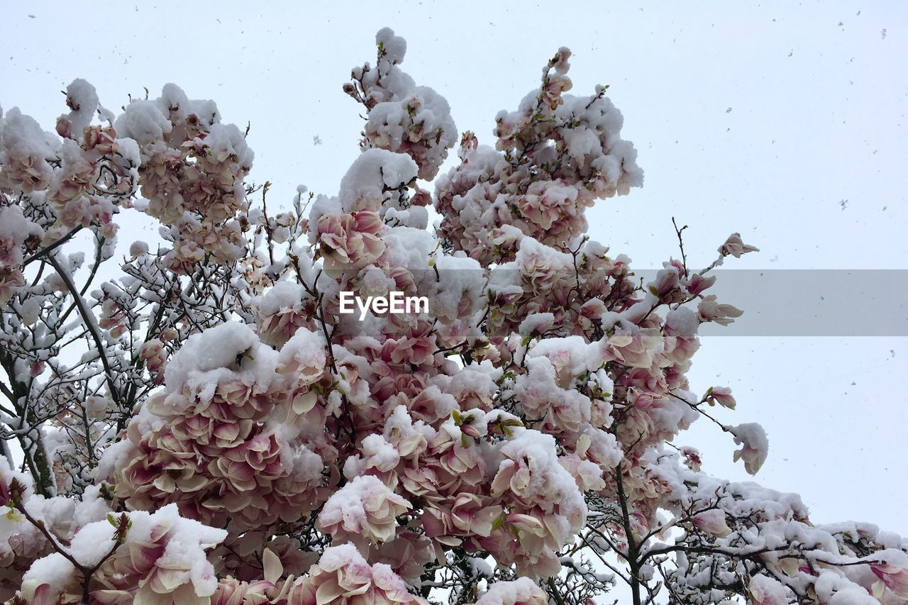 Close-up of white cherry blossoms in winter