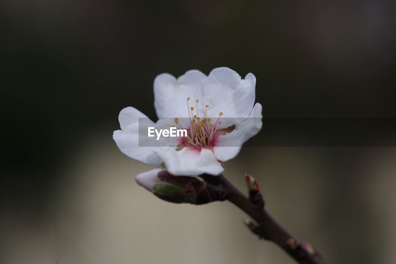 CLOSE-UP OF WHITE BLOSSOM