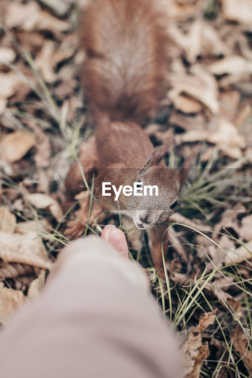 Squirrel looks at a nut in a man's hand