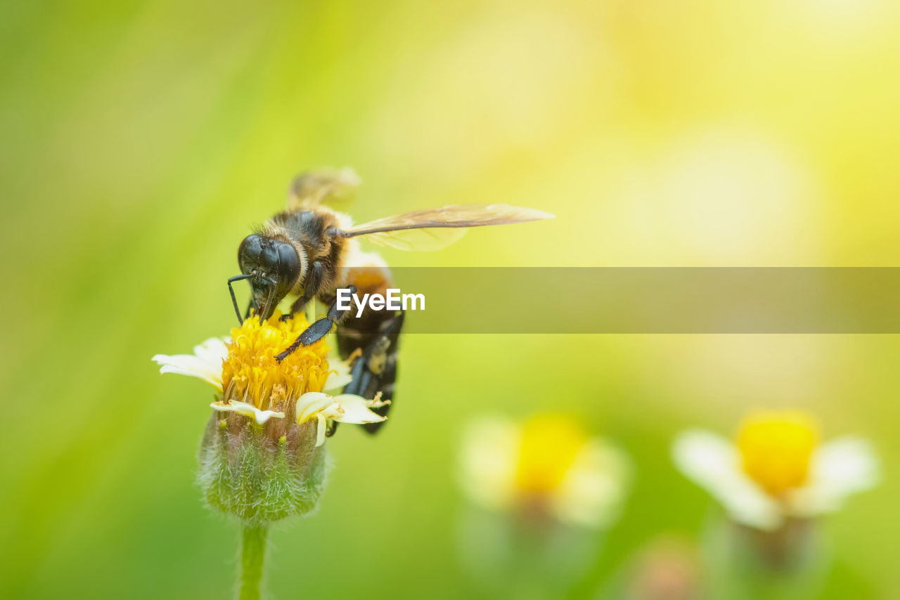 CLOSE-UP OF BEE ON FLOWER