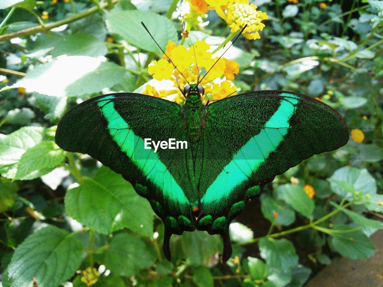 CLOSE-UP OF BUTTERFLY ON WHITE FLOWER