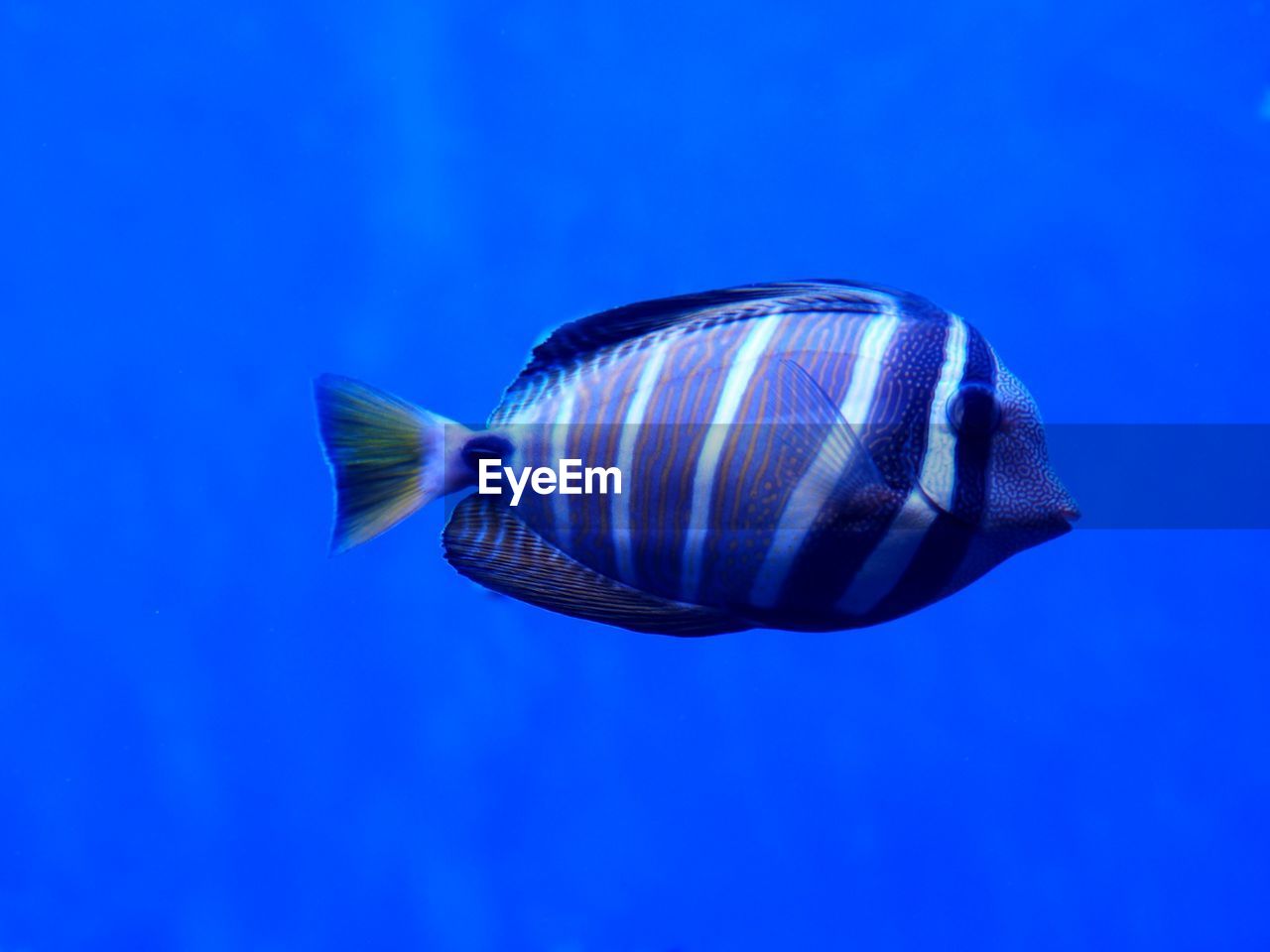 Fish swimming in blue sea