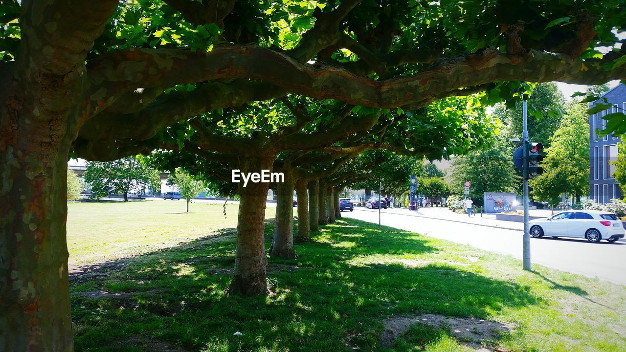 TREES IN PARK