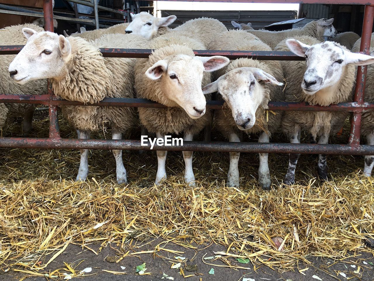 Flock of sheep standing in animal pen