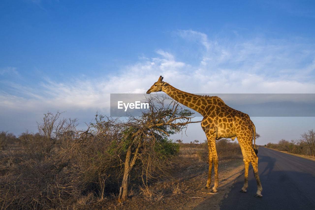 Giraffe standing on road against sky