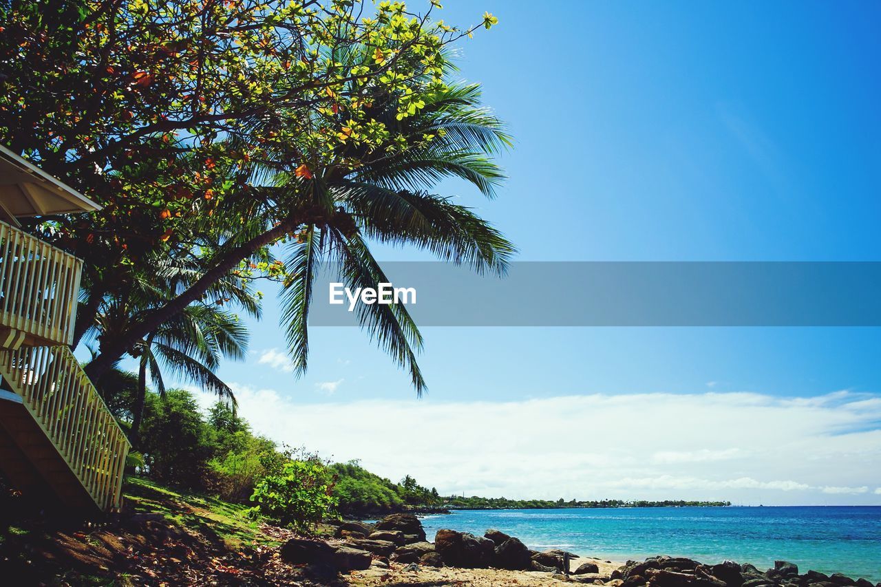 SCENIC VIEW OF PALM TREES ON BEACH AGAINST SKY