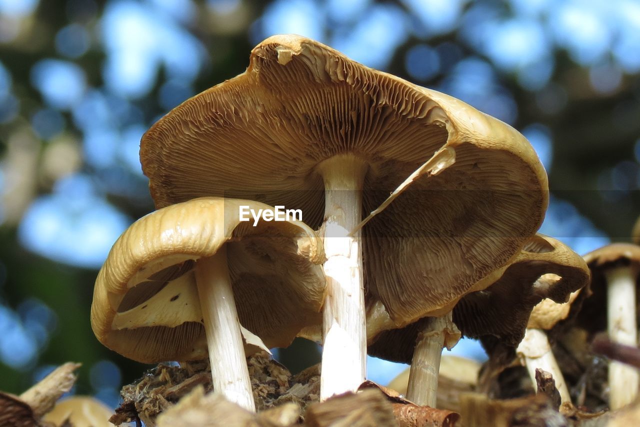 Close-up of mushrooms growing outdoors