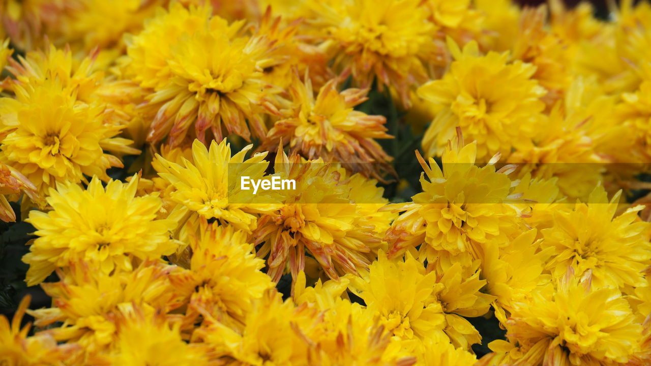 flower, flowering plant, yellow, plant, freshness, beauty in nature, fragility, flower head, close-up, petal, nature, inflorescence, full frame, growth, chrysanths, no people, backgrounds, macro photography, abundance, day, outdoors, vibrant color, springtime, chrysanthemum