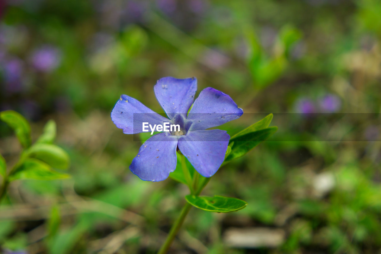 flower, flowering plant, plant, beauty in nature, purple, freshness, close-up, nature, wildflower, petal, inflorescence, flower head, fragility, macro photography, plant part, growth, blue, leaf, focus on foreground, no people, botany, outdoors, green, blossom, day