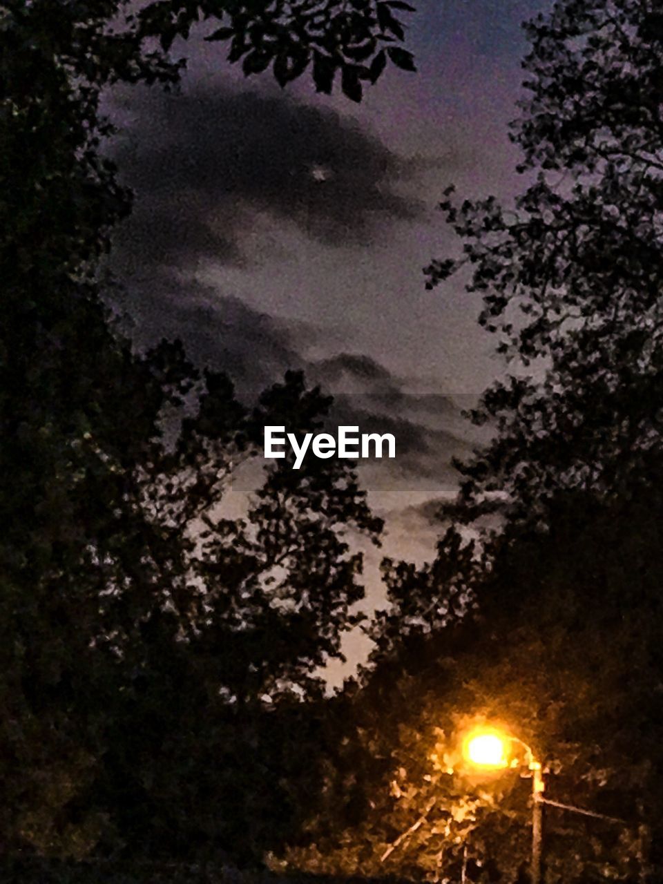 LOW ANGLE VIEW OF ILLUMINATED TREES AGAINST SKY DURING SUNSET