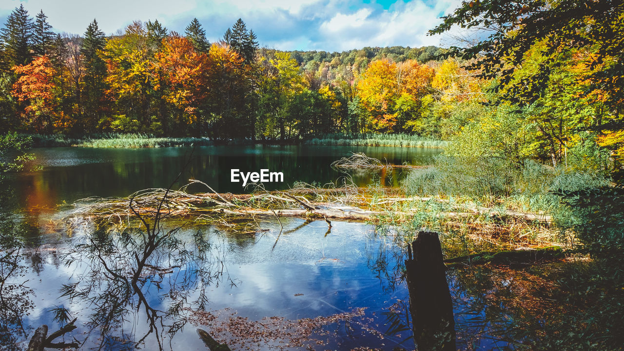 Scenic view of lake in forest during autumn