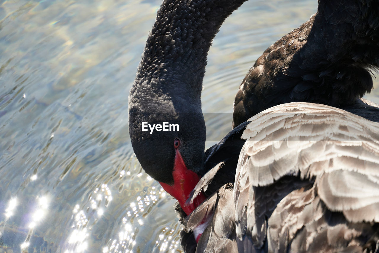 CLOSE-UP OF A SWAN IN WATER