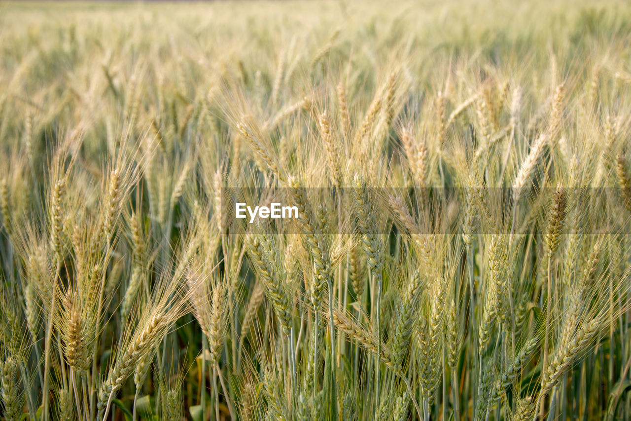 Close-up of stalks in field