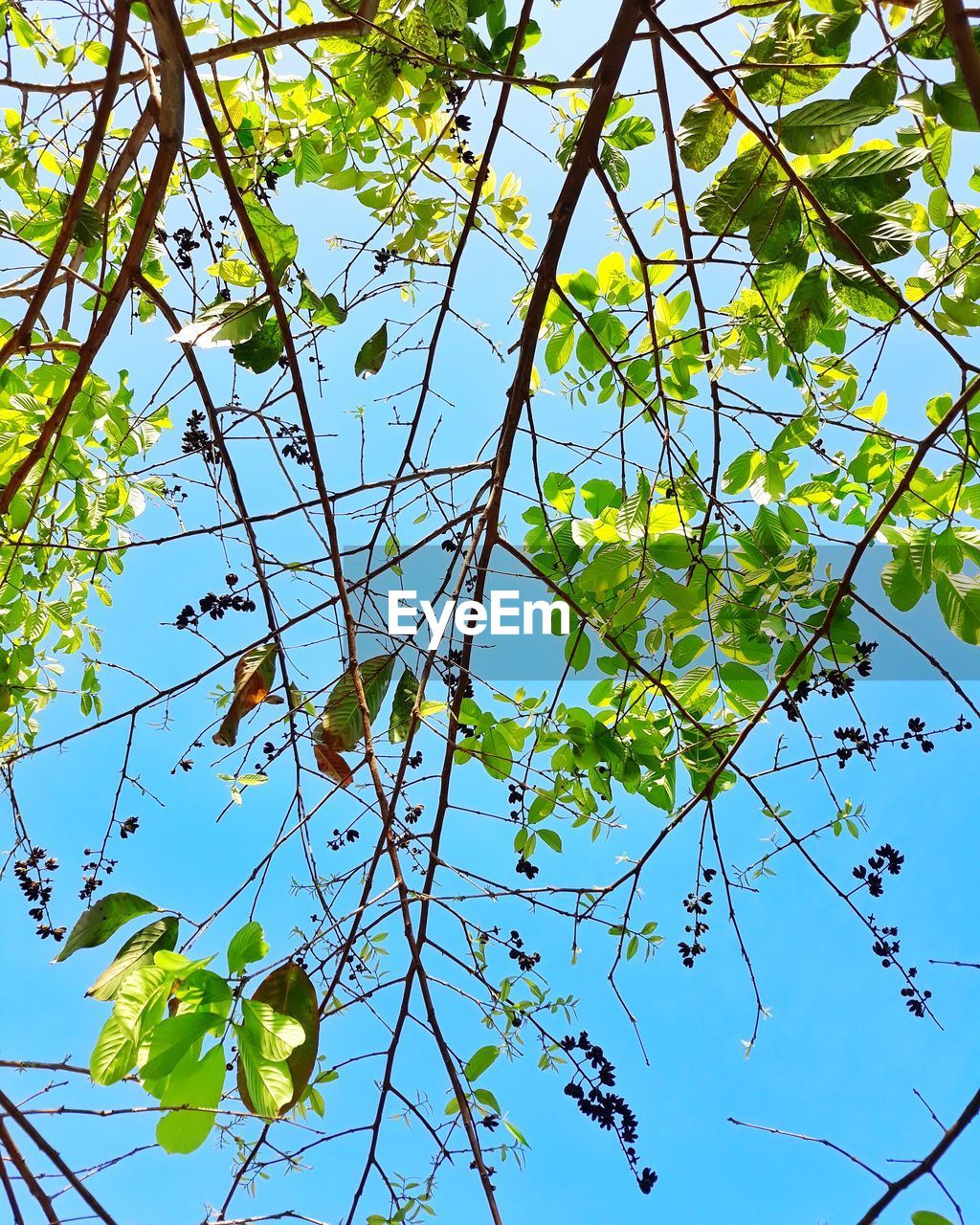 LOW ANGLE VIEW OF TREE BRANCH AGAINST CLEAR SKY