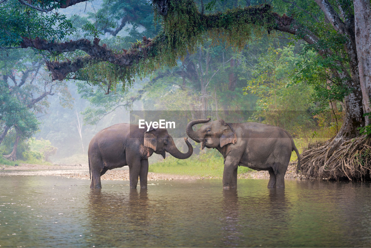 Elephants in lake against trees