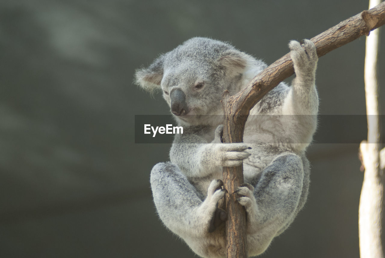 Koala on tree