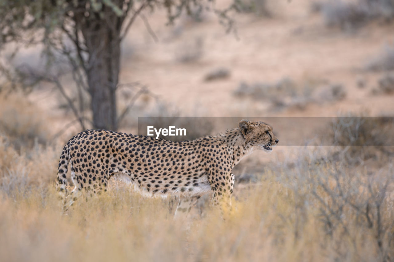 SIDE VIEW OF A CAT ON A LAND