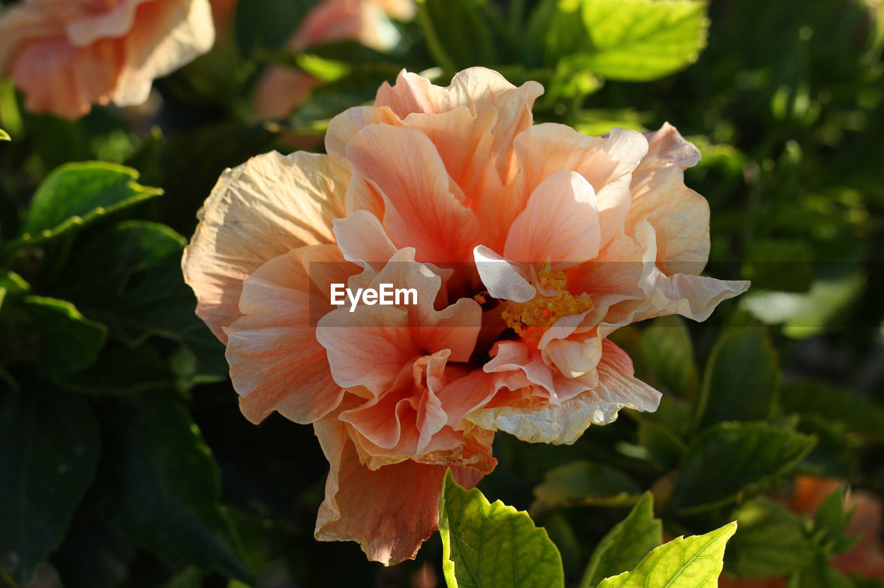 Close-up of pink flowers