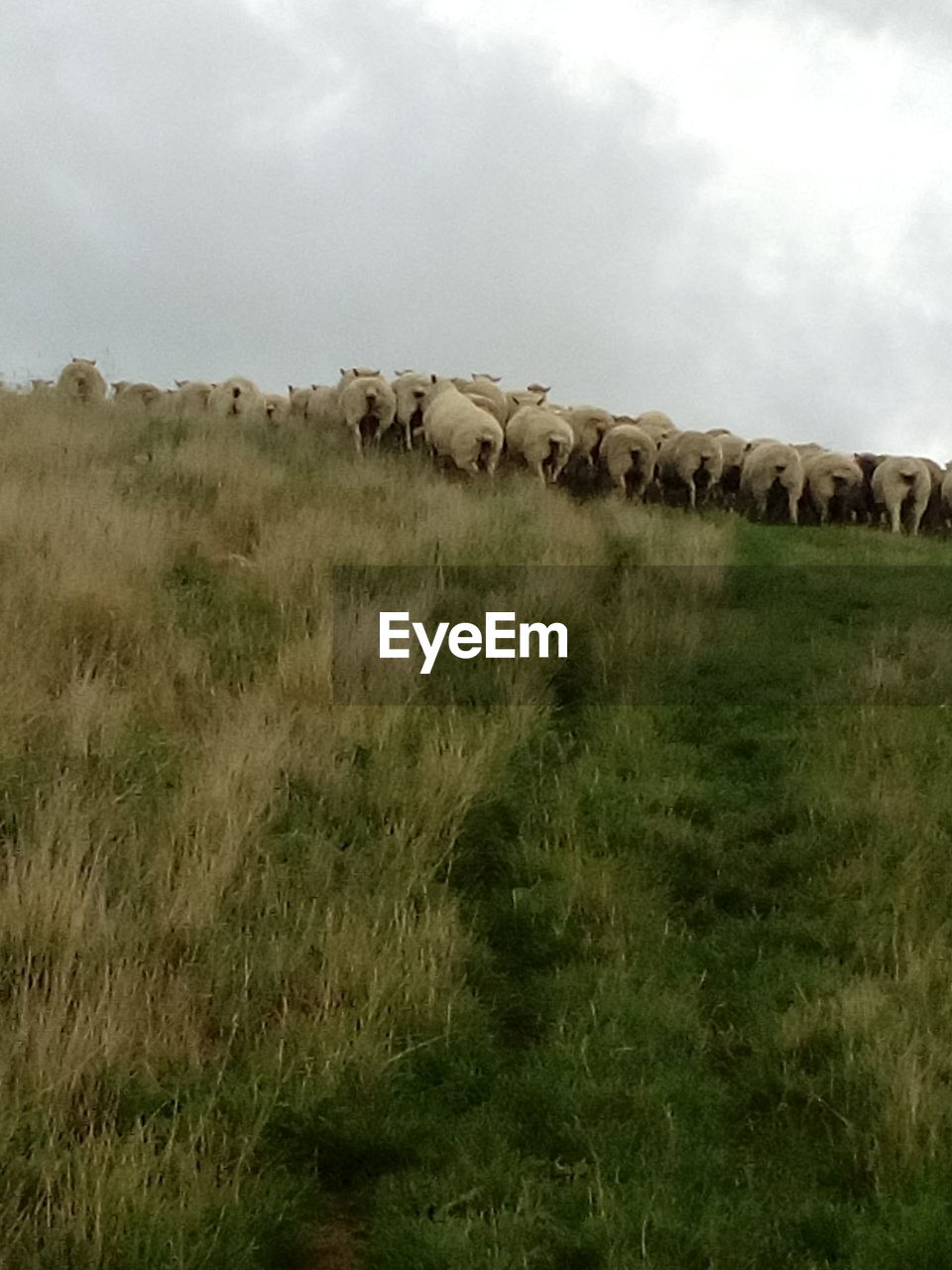 SHEEP ON FIELD