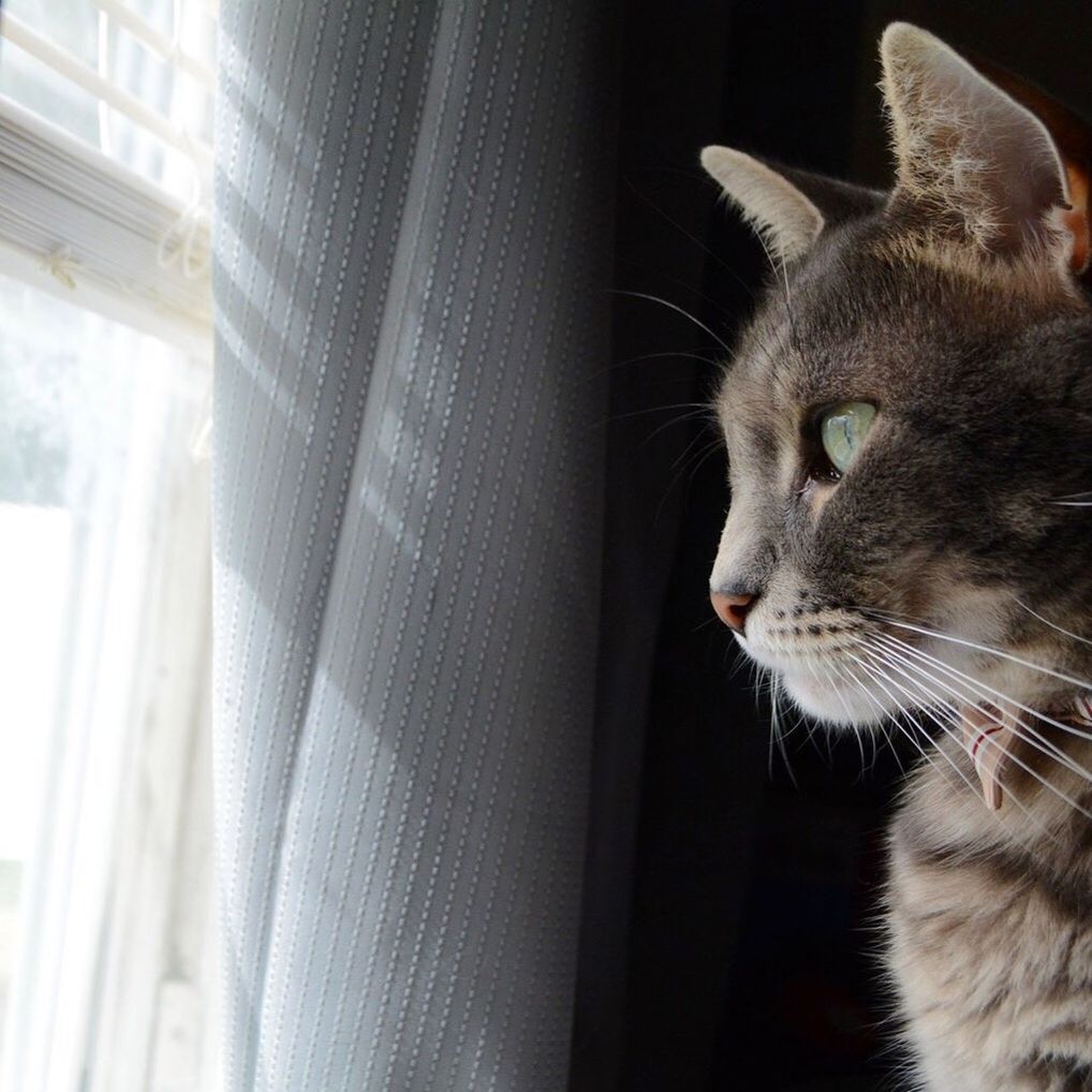 Close-up of cat looking out through window while sitting at home