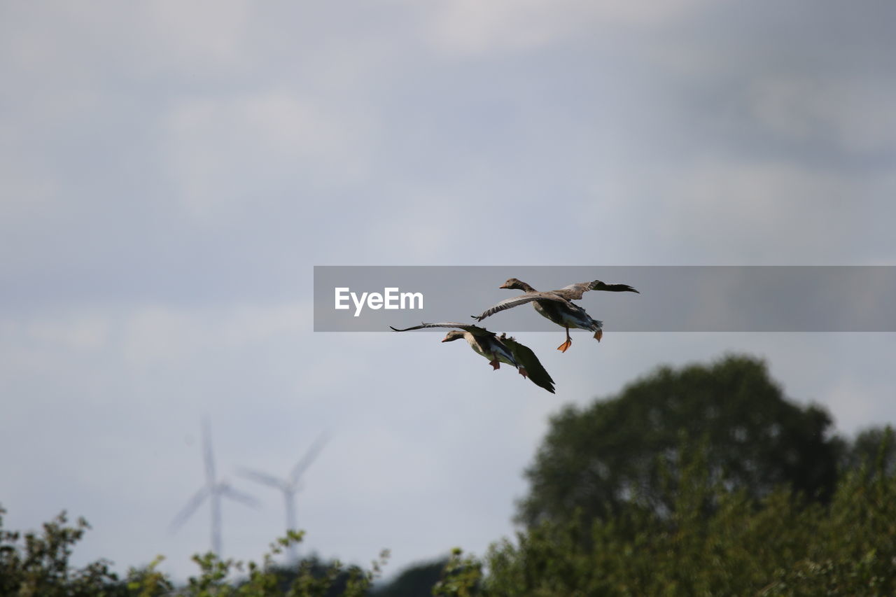 Graylag geese  in the sky