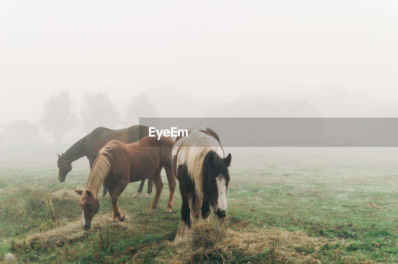 Horses in fog