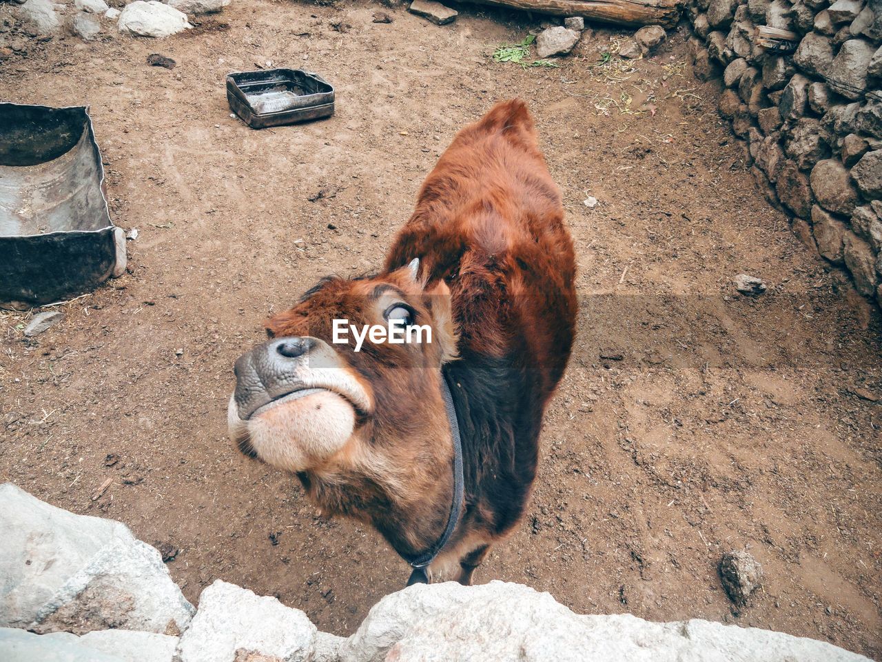 High angle view of sheep