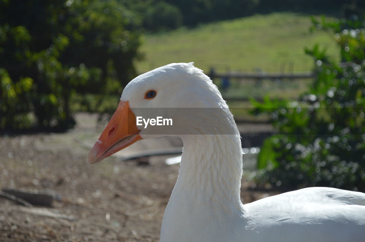 Close-up of swan