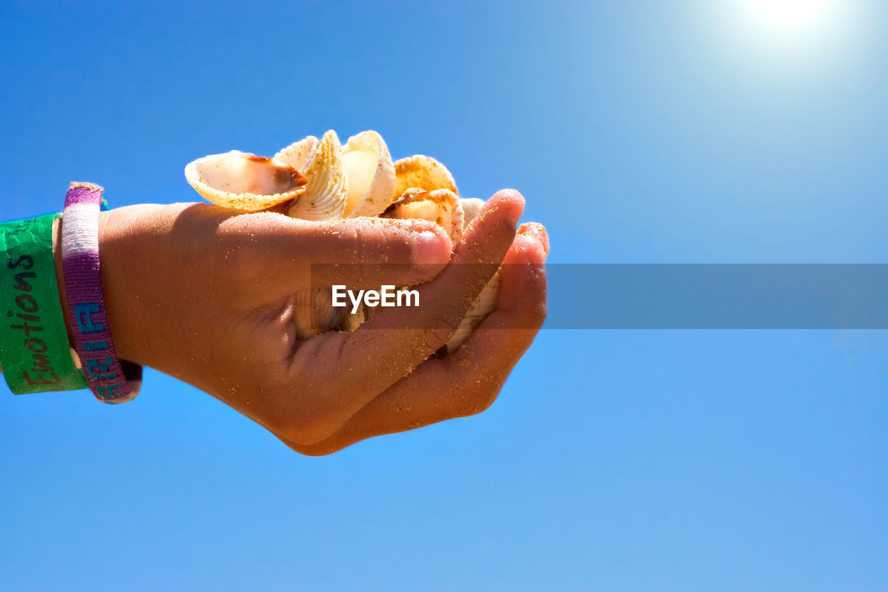 Cropped hand holding shells against clear blue sky